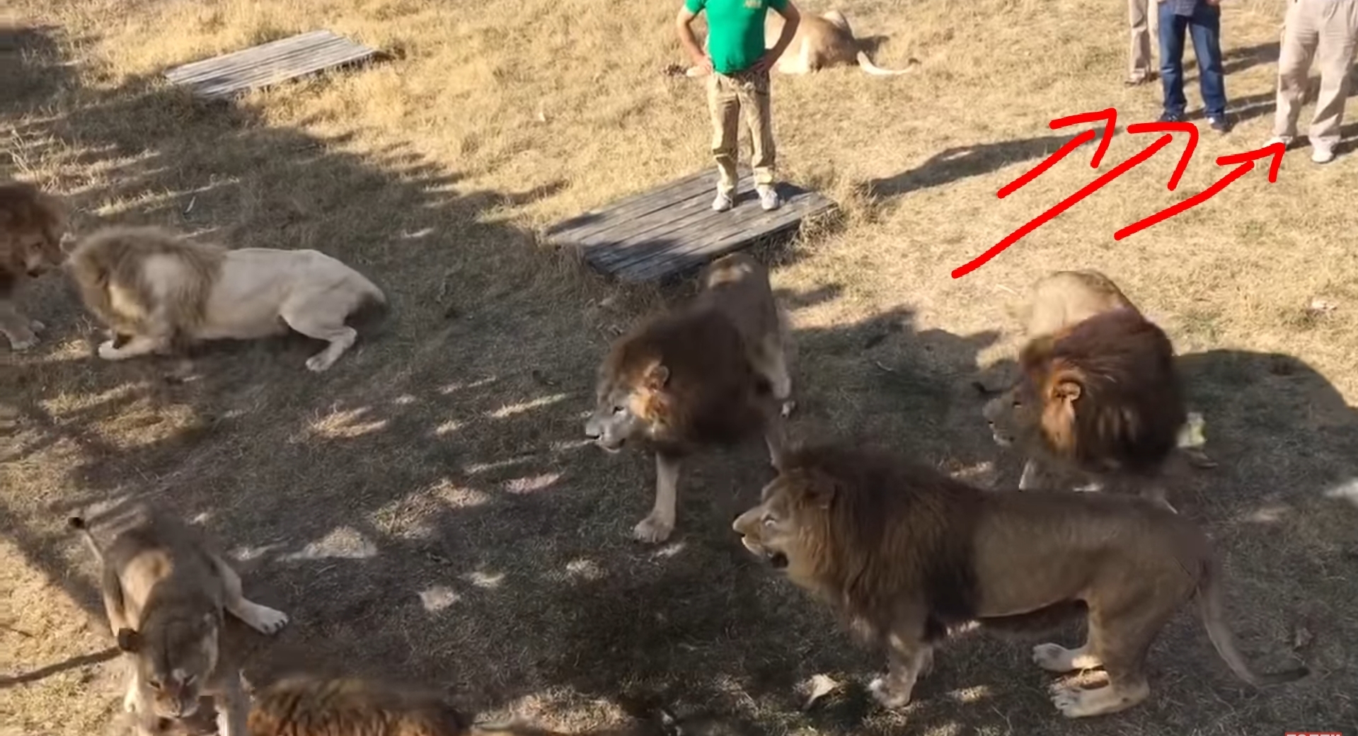 Кормление львов. Туристы среди хищников! Шок контент!