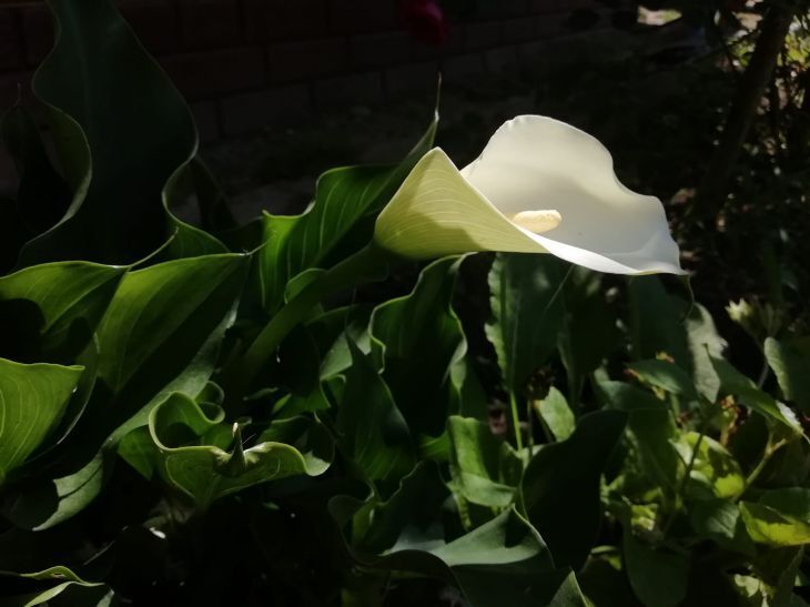 Почему пропал белый журавль и как спасти цветок. практический совет