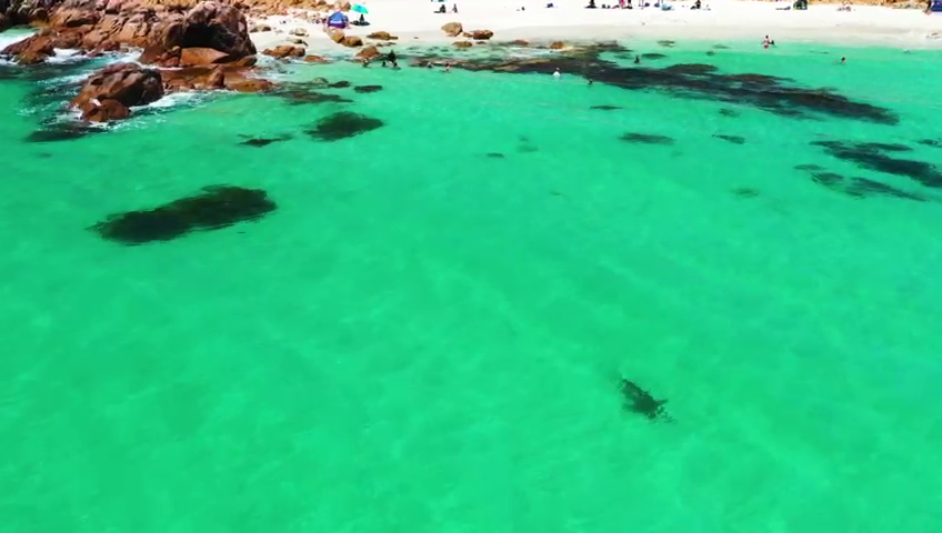 Мужчина спас свою семью и других отдыхающих от акулы, всего лишь запустив в небо дрон