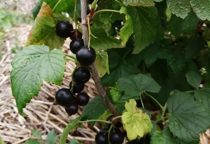 Как собрать изюм с куста в ведро: следуйте двум правилам