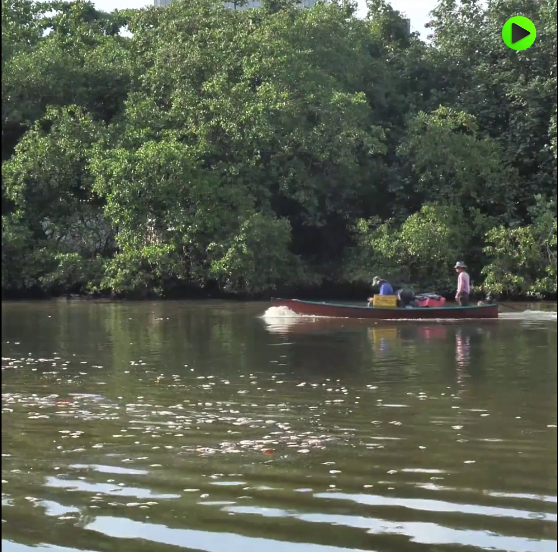 Более 1000 особей рыб найдены мертвыми в лагуне Марапенди в Рио-де-Жанейро.