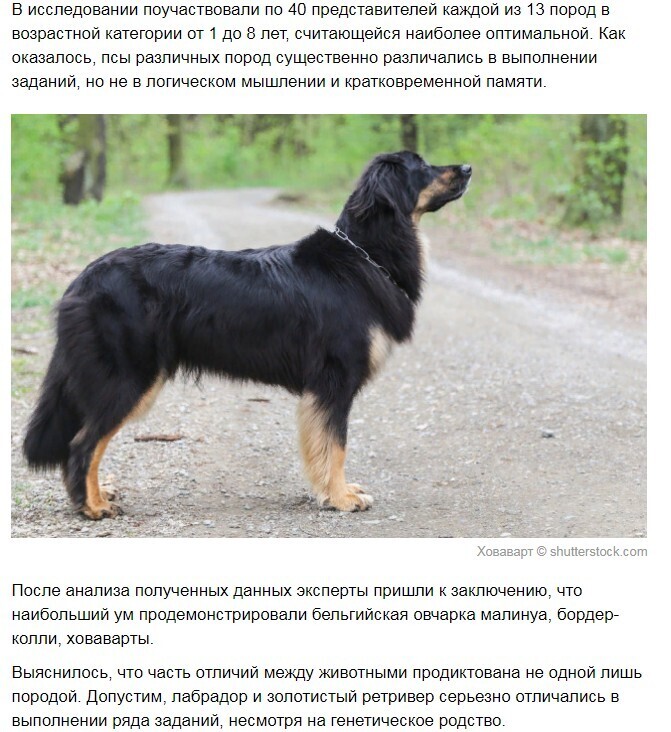 Ученые провели исследование, какие породы собак наиболее умные.