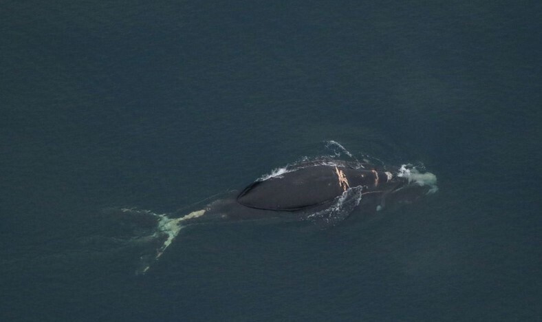 По данным NOAA, кит, принадлежащий к одному из самых редких видов, «вероятно умрет» после запутывания.