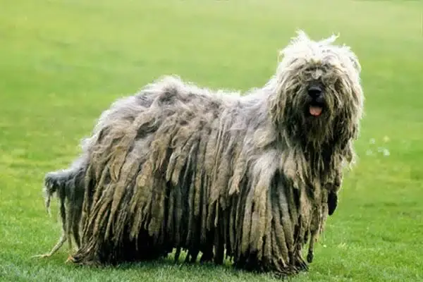 Породы собак. Бергамасская овчарка
