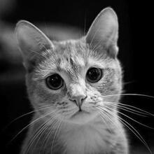 Джураев Фирдавс Махмуджонович, г. Москва