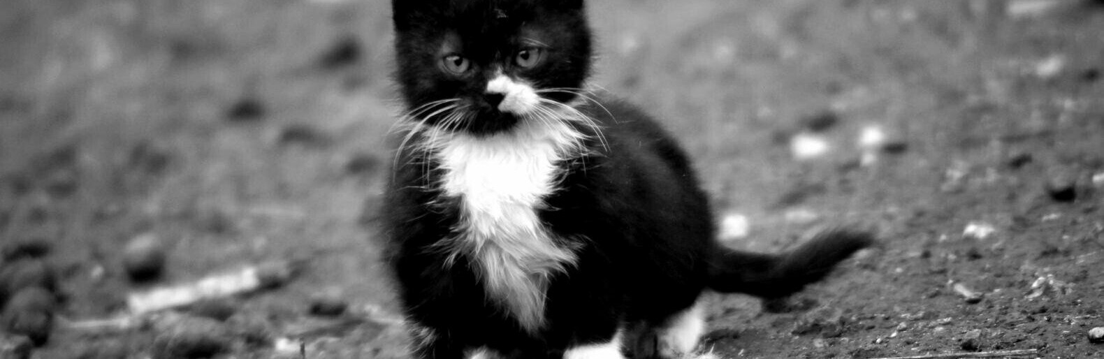 Белгородские спасатели выручили застрявшую под капотом бездомную кошку.