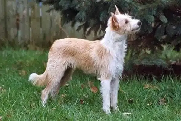 Породы собак. Поденго португезо