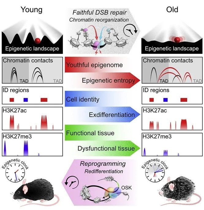 Старение организма можно обратить вспять