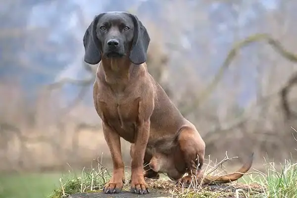 Породы собак. Ароматическая гончая Баварских гор