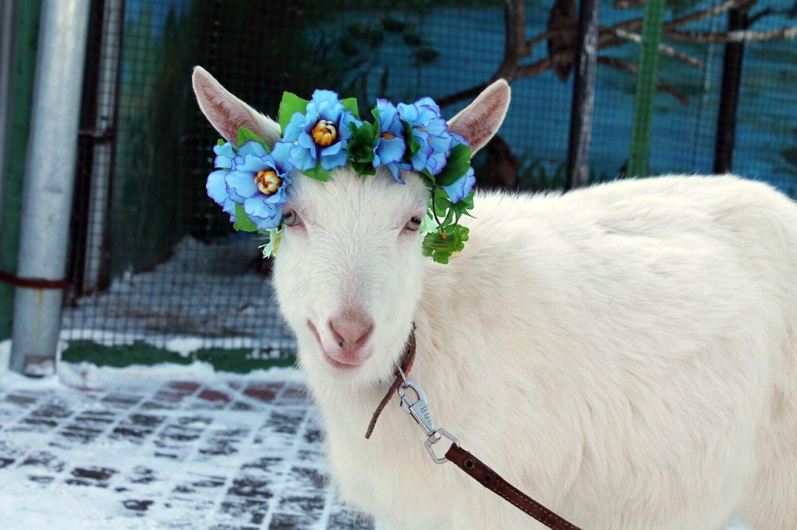 «Кладбищенская» сказка о бабушке и козе.