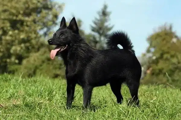 10 фантастических пород собак, о которых вы никогда не слышали!