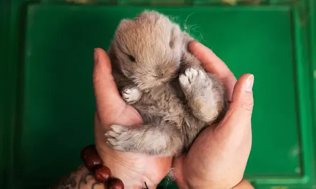 Год Кролика может вызвать волну брошенных домашних питомцев