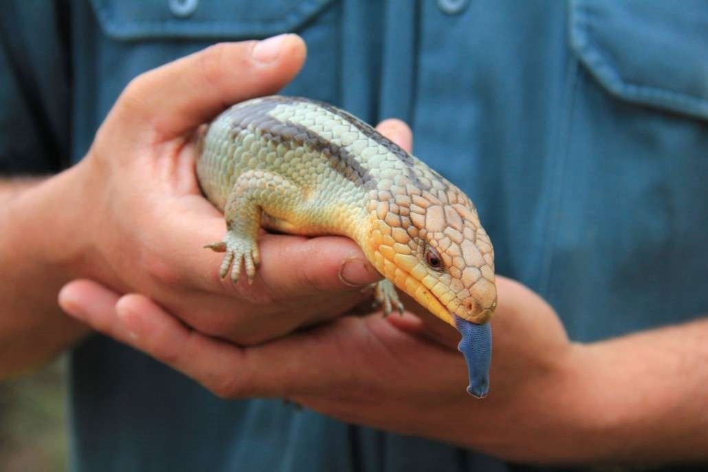 У синеязычного сцинка золотое сердце