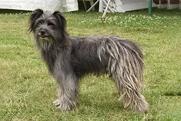 Породы собак. Пиренейская овчарка