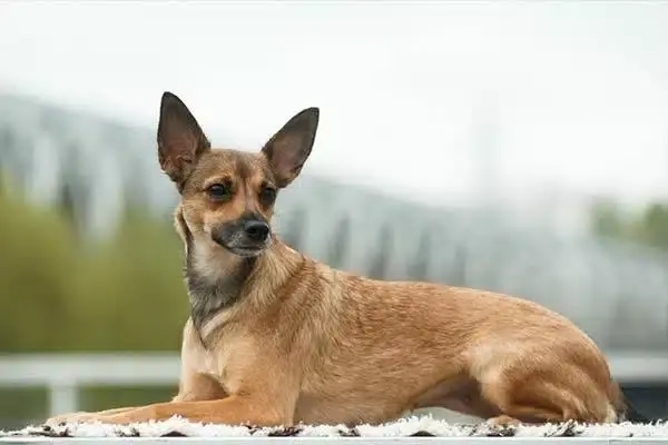 Малоизвестные породы собак. Перуанская орхидея инков