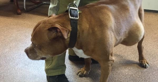 GoFundMe заблокировал Джорджа Сантоса после того, как он якобы прикарманил тысячи от сбора средств для умирающей служебной собаки