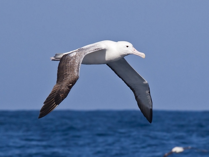 Самые красивые птицы на свете