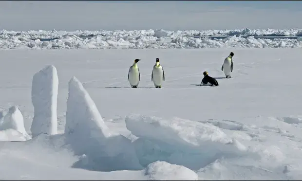 Колония императорских пингвинов в Антарктиде
