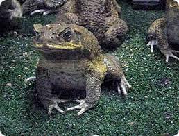 В Австралии обнаружена гигантская тростниковая жаба, которую назвали Toadzilla.