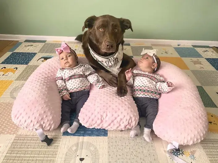 После полосы ревности семейная собака помогает новорожденным близнецам в качестве «няни»