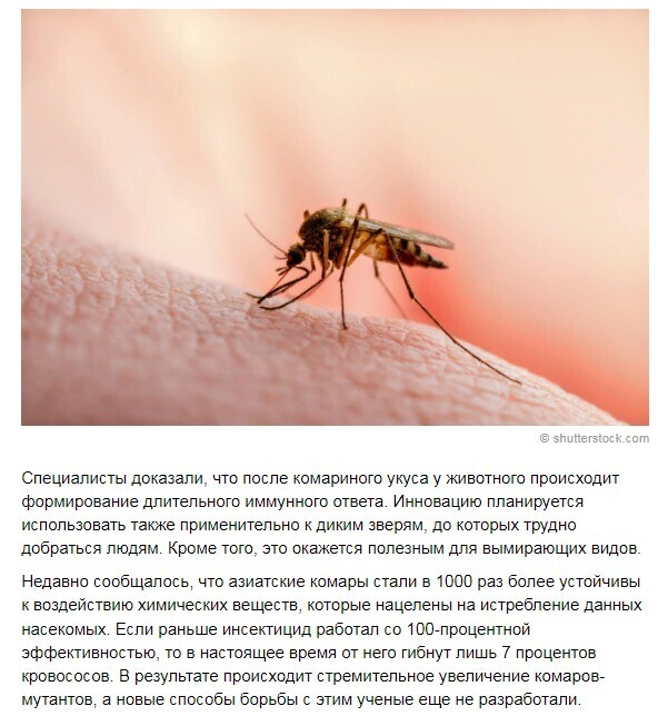 Китайские ученые хотят превратить комаров в «летающие вакцины».