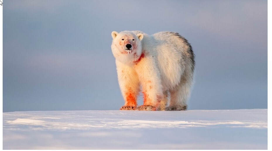В ожидании 12 часов, пока белый медведь совершит добычу: жизнь арктического фотографа.