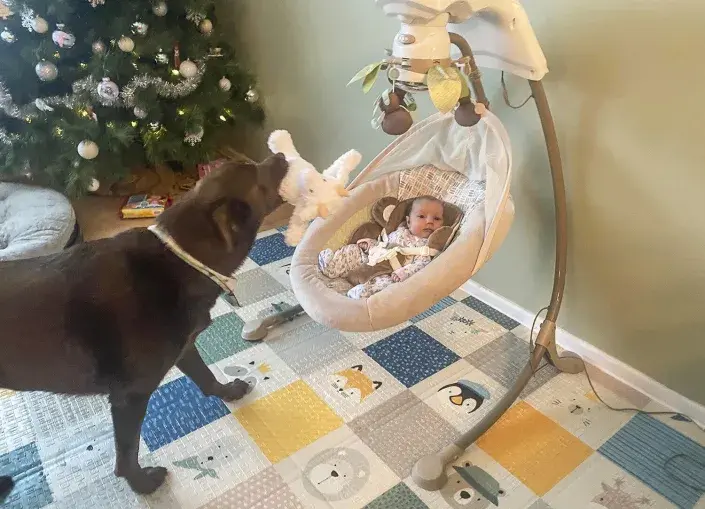 После полосы ревности семейная собака помогает новорожденным близнецам в качестве «няни»