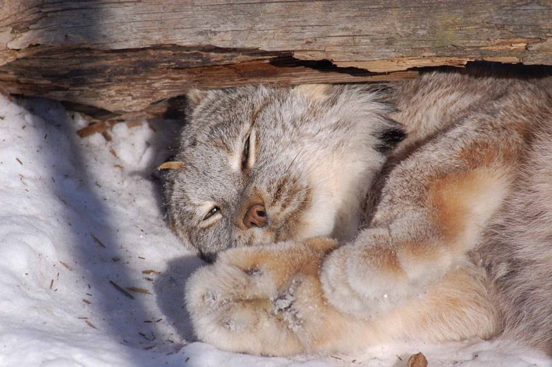 Интересные факты|О Рыси|Интересные факты