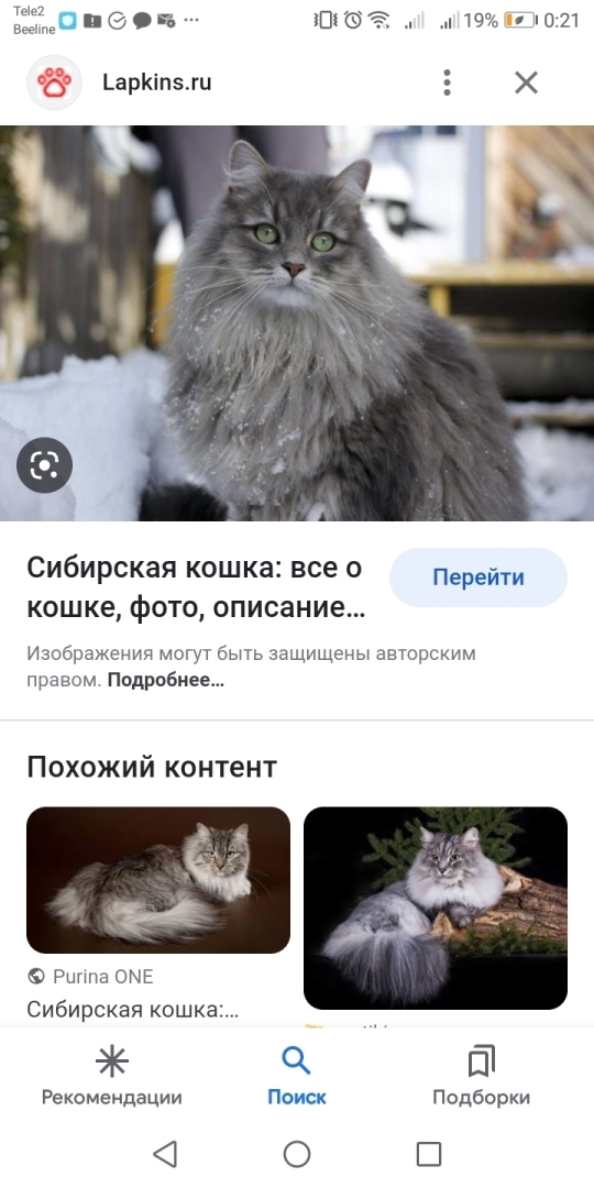 Как захотеть стать парикмахером, взять у родителей деньги на сапоги, а вместо этого попасть на Птичий рынок! И все потратить!