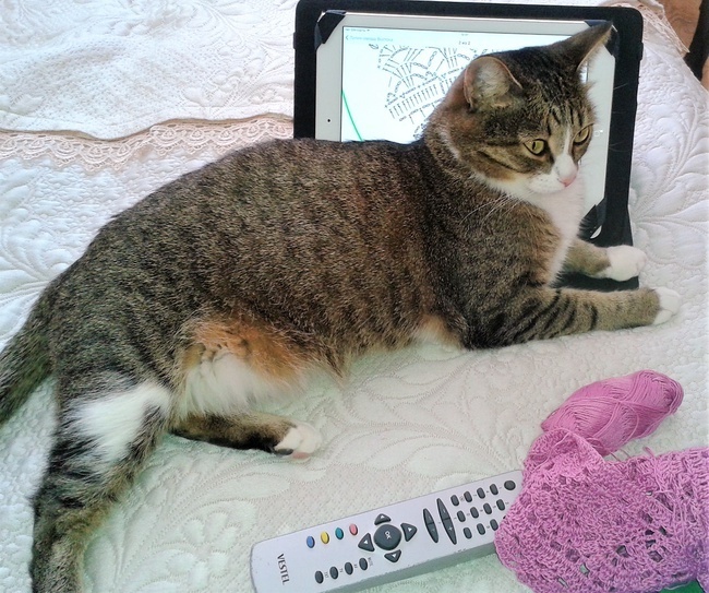 Как в нашей семье появились кот Тиша и кошка Муся