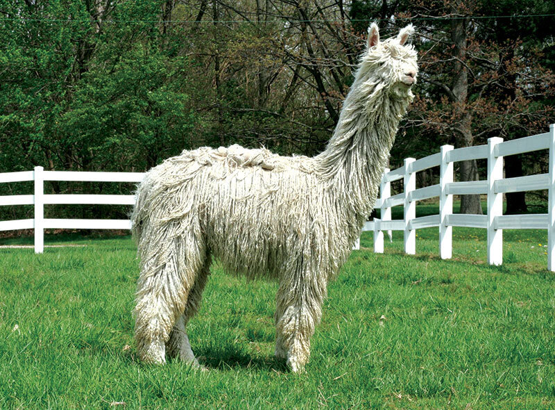 5 Необычных пород домашнего скота, о разведении которых стоит задуматься