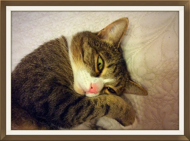 Как в нашей семье появились кот Тиша и кошка Муся