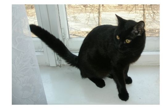 Как в нашей семье появились кот Тиша и кошка Муся