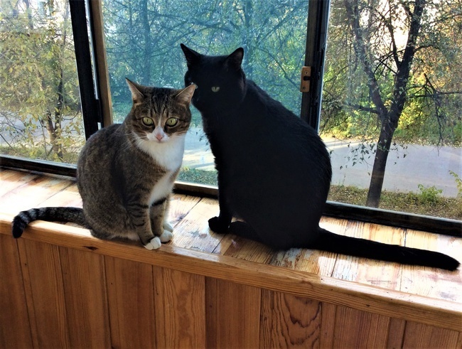 Как в нашей семье появились кот Тиша и кошка Муся