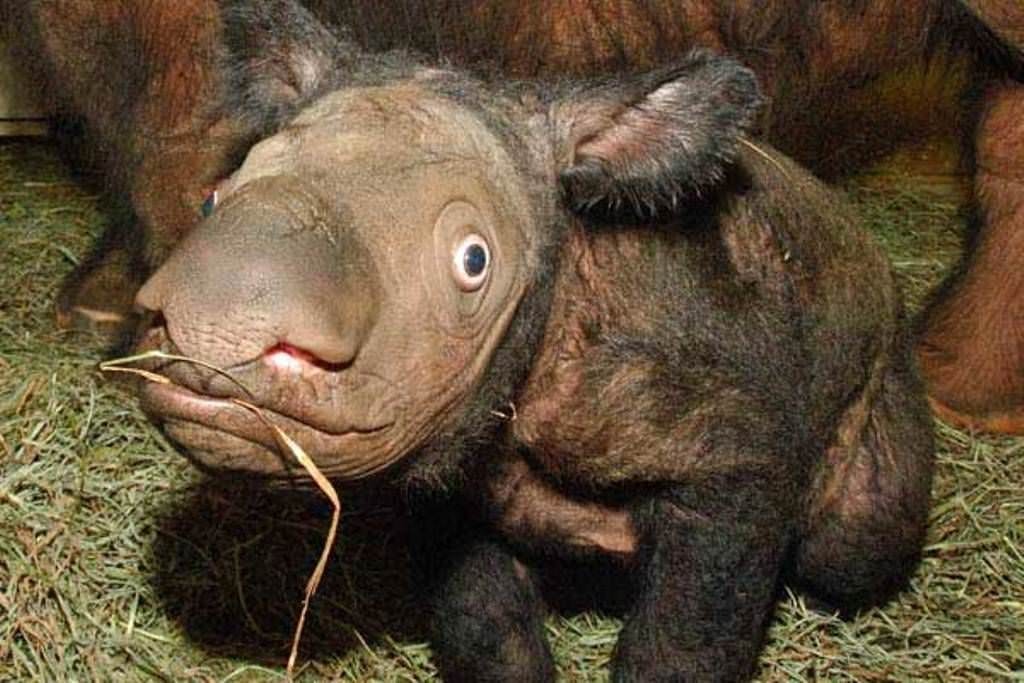 Это уже не остановить: животные и растения, которых не увидят наши потомки.