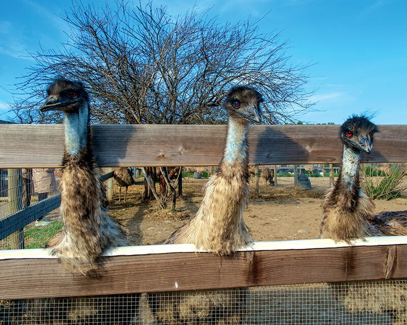 5 Необычных пород домашнего скота, о разведении которых стоит задуматься