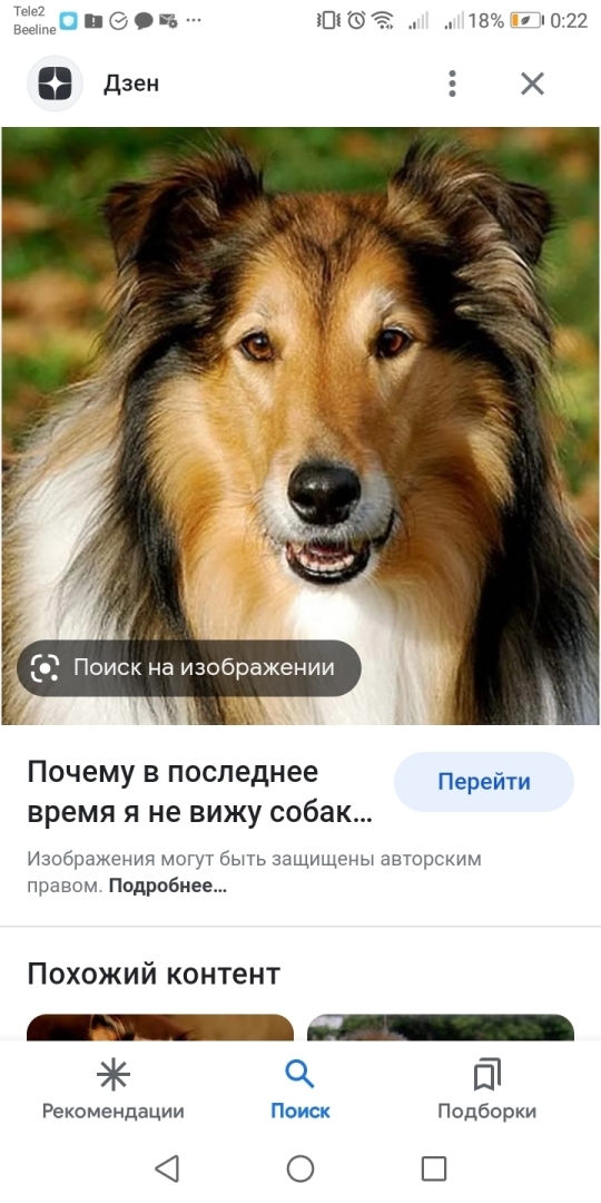 Как захотеть стать парикмахером, взять у родителей деньги на сапоги, а вместо этого попасть на Птичий рынок! И все потратить!