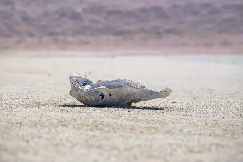 Если мегазасуха в Америке продолжится, последствия будут катастрофическими