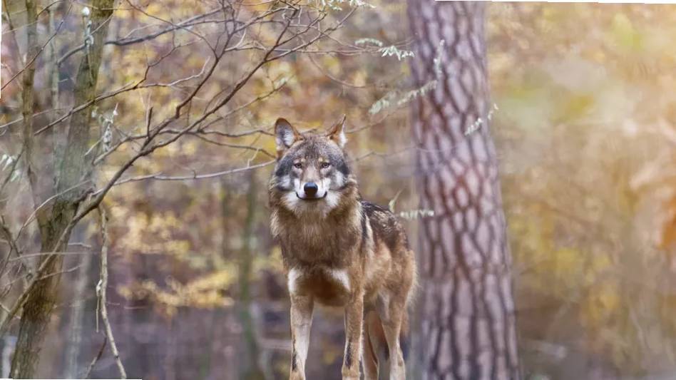 Волки в Берлине