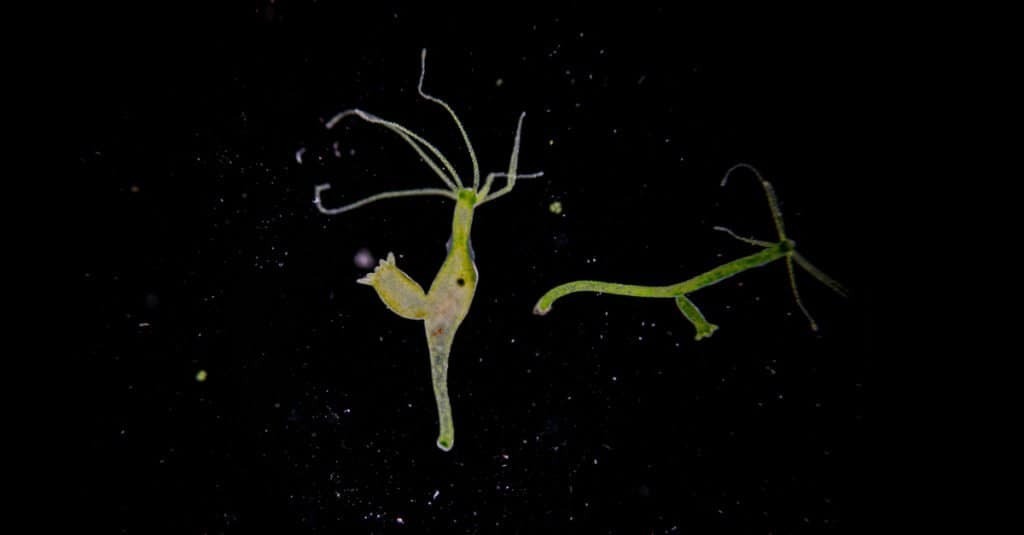 9 самых интересных животных в мире