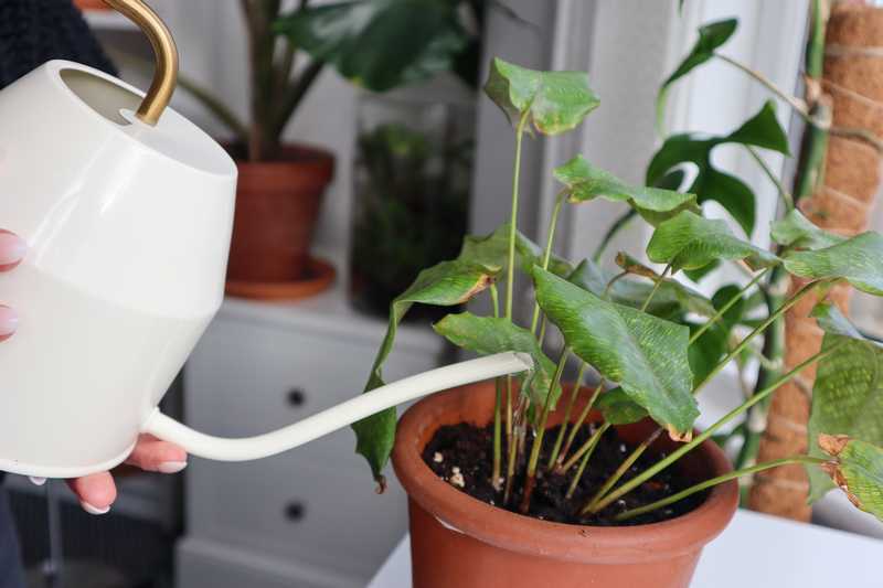 Почему у калатеи обвисают листья?