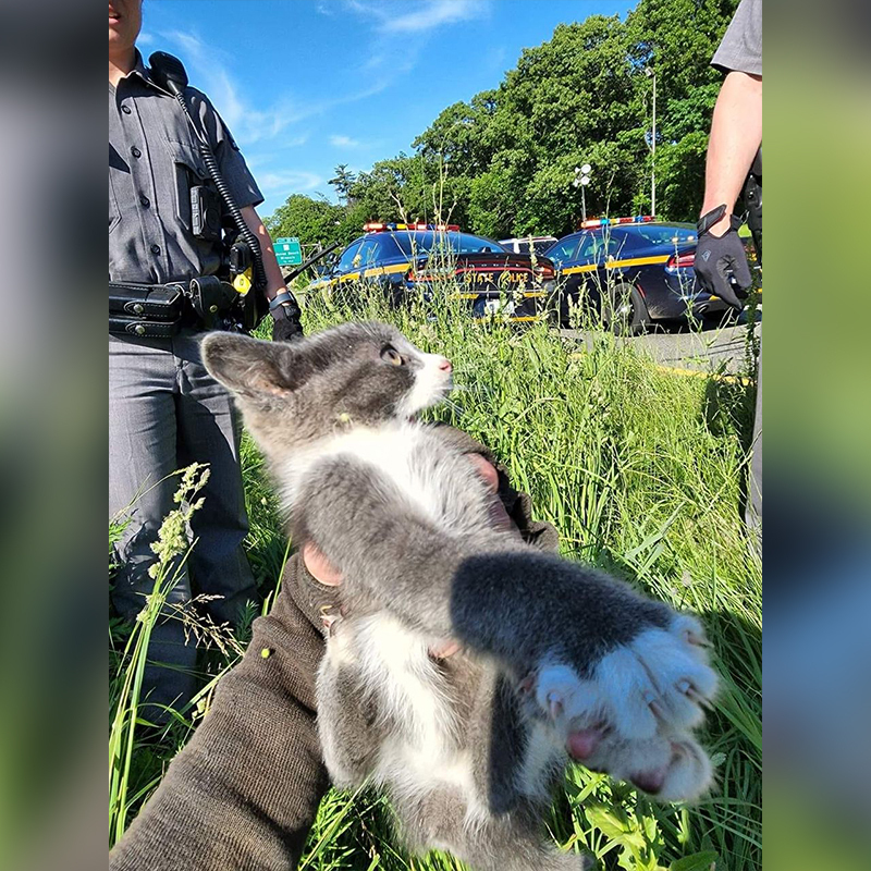 Солдаты и спасатели Спасают Котенка, Играющего в нескольких дюймах от пробок в час пик