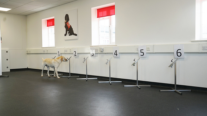 Познакомьтесь с собаками-рекордсменами