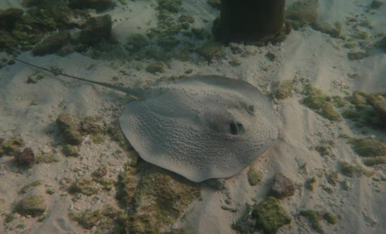 Коралловые рифы по всему миру исчерпали запасы акул и скатов манта