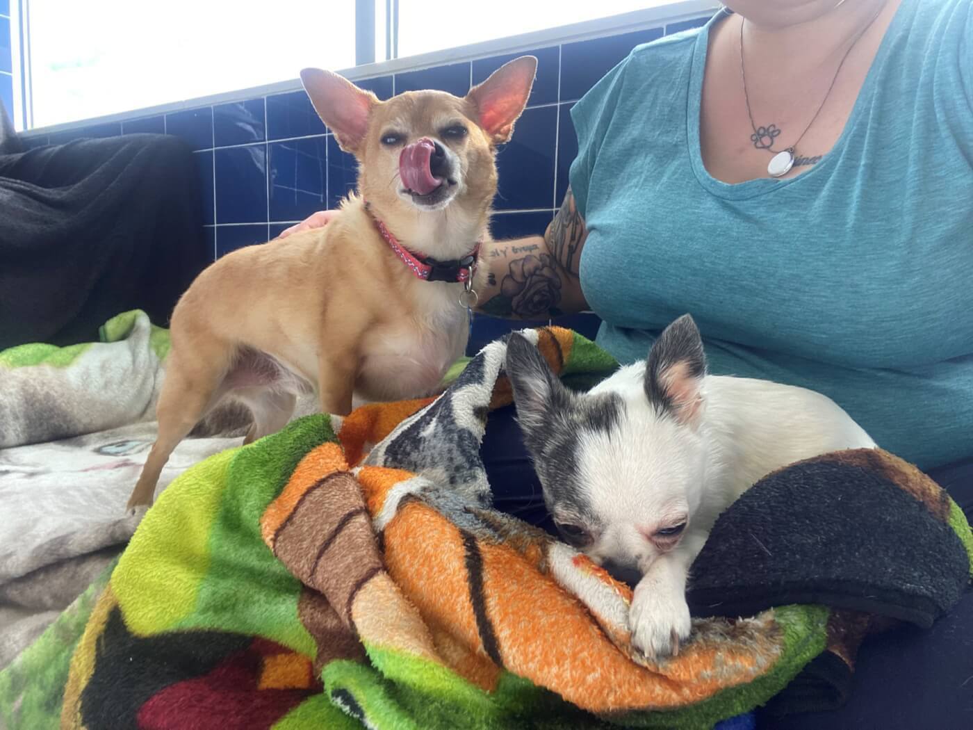 Счастливая сказка этих собак приняла трагический оборот!