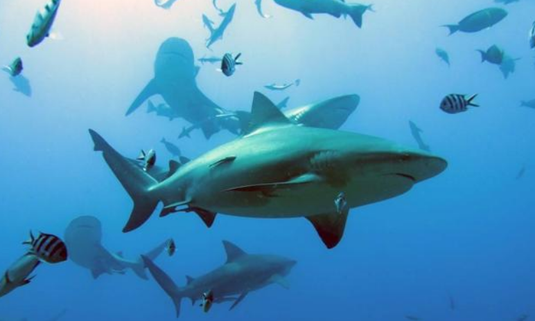 Коралловые рифы по всему миру исчерпали запасы акул и скатов манта