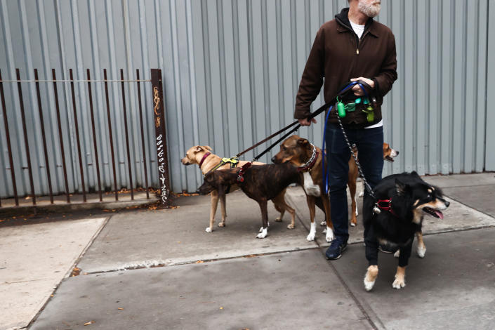 Как эти Собачники зарабатывают более 100 000 долларов в год