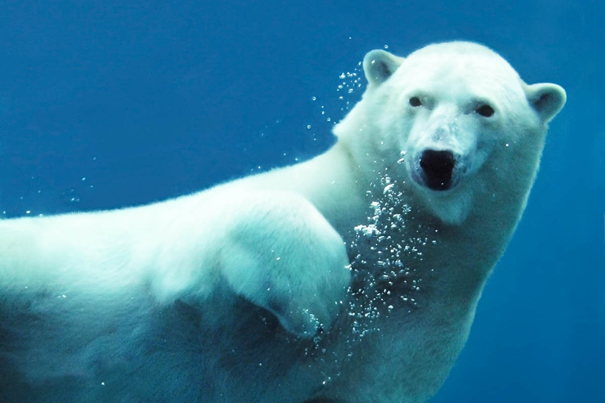 6 интересных фактов о белых медведях