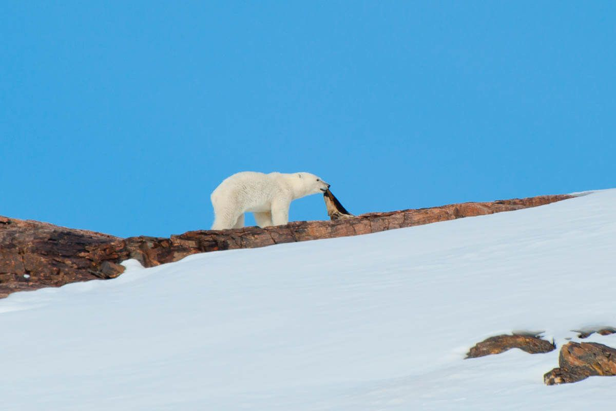 6 интересных фактов о белых медведях