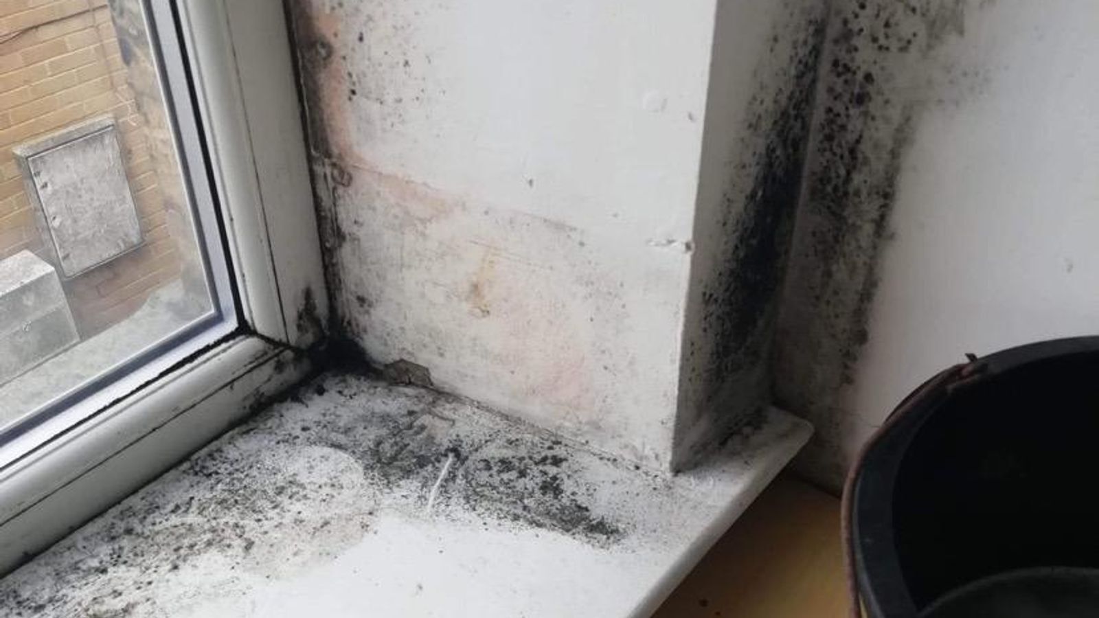 The Last Of Us: Наука, стоящая за настоящим «зомби-грибом» — и представляет ли он реальную угрозу?